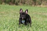 BOULEDOGUE FRANCAIS 634